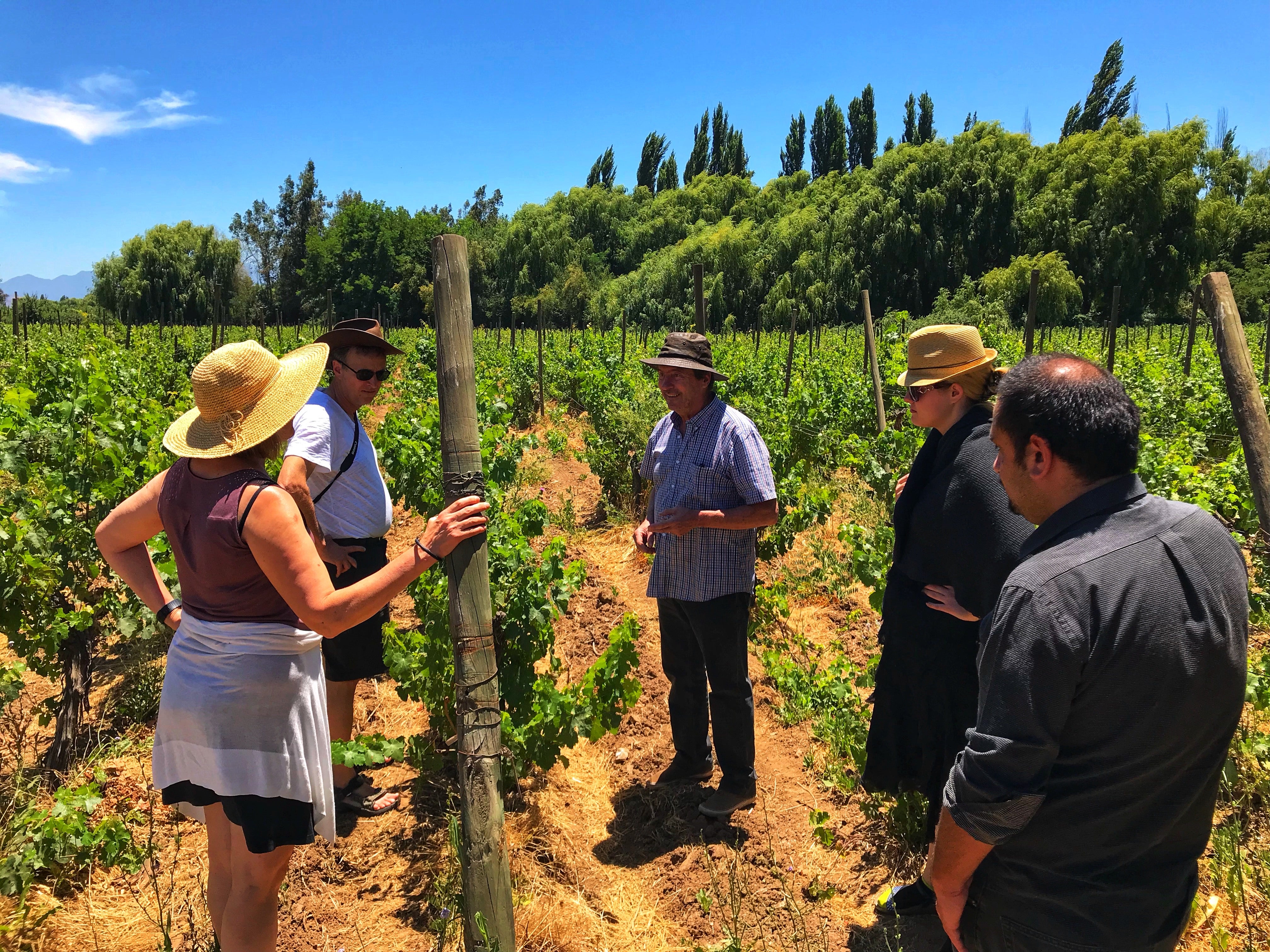Tour y Degustación Viña Tipaume